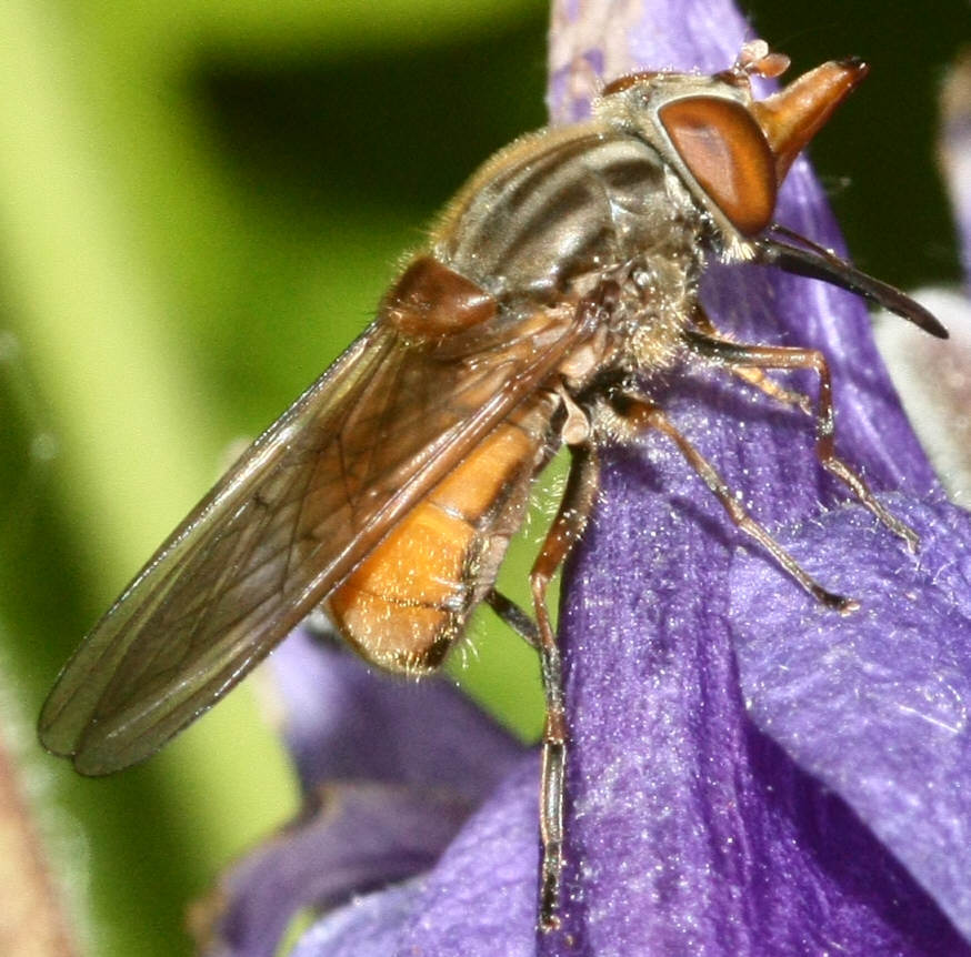 Rhingia campestris