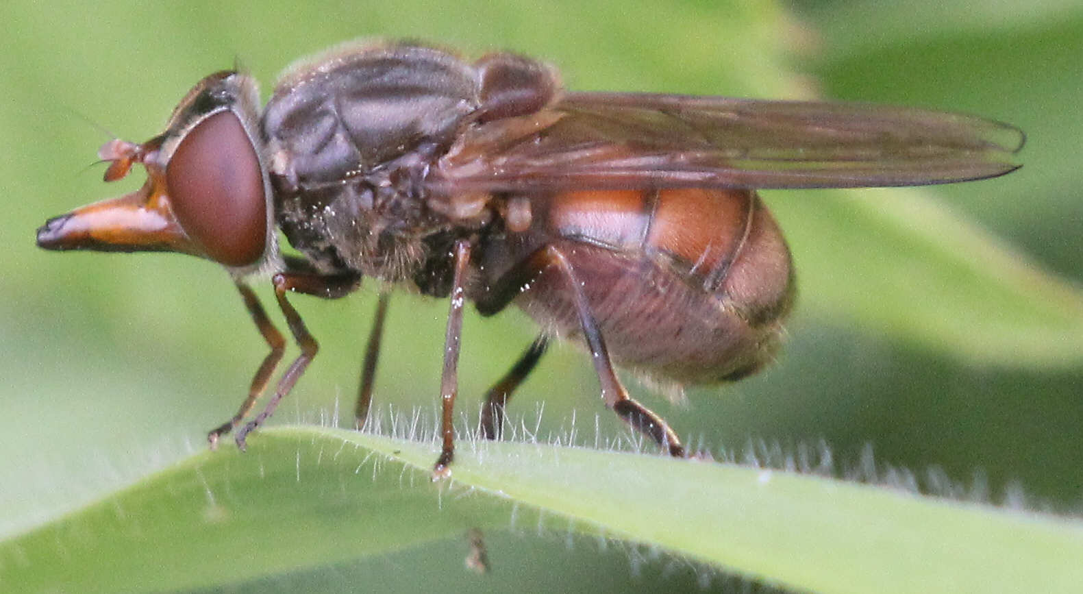 Rhingia campestris