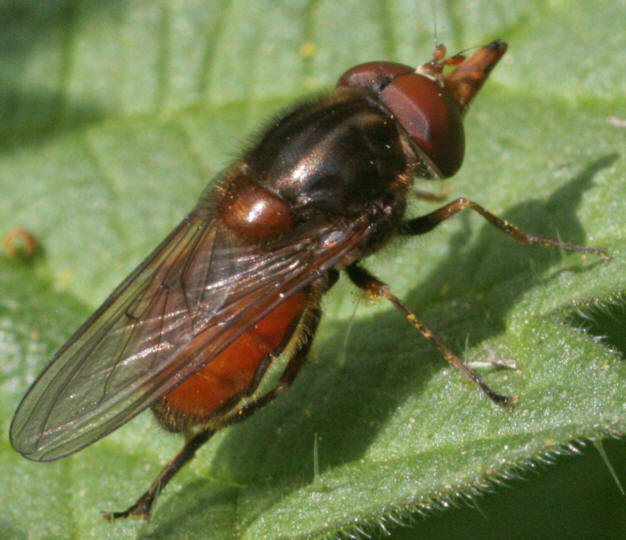 Rhingia campestris