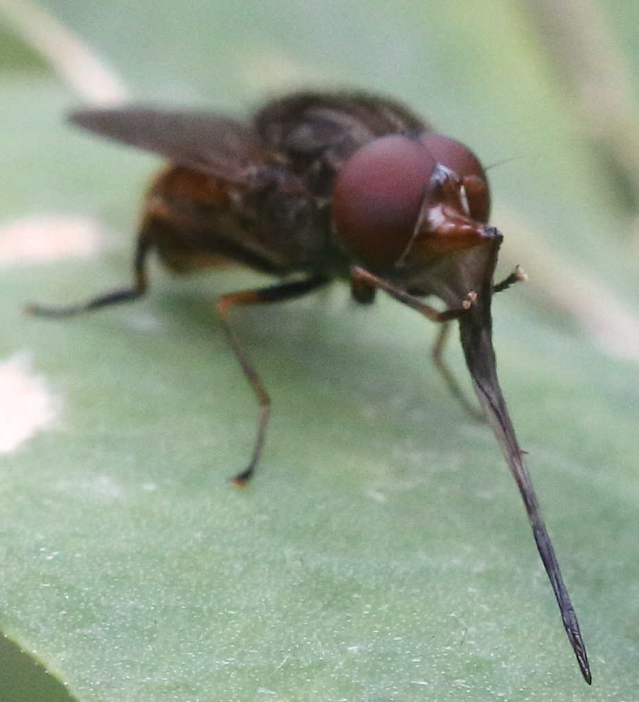 Rhingia campestris