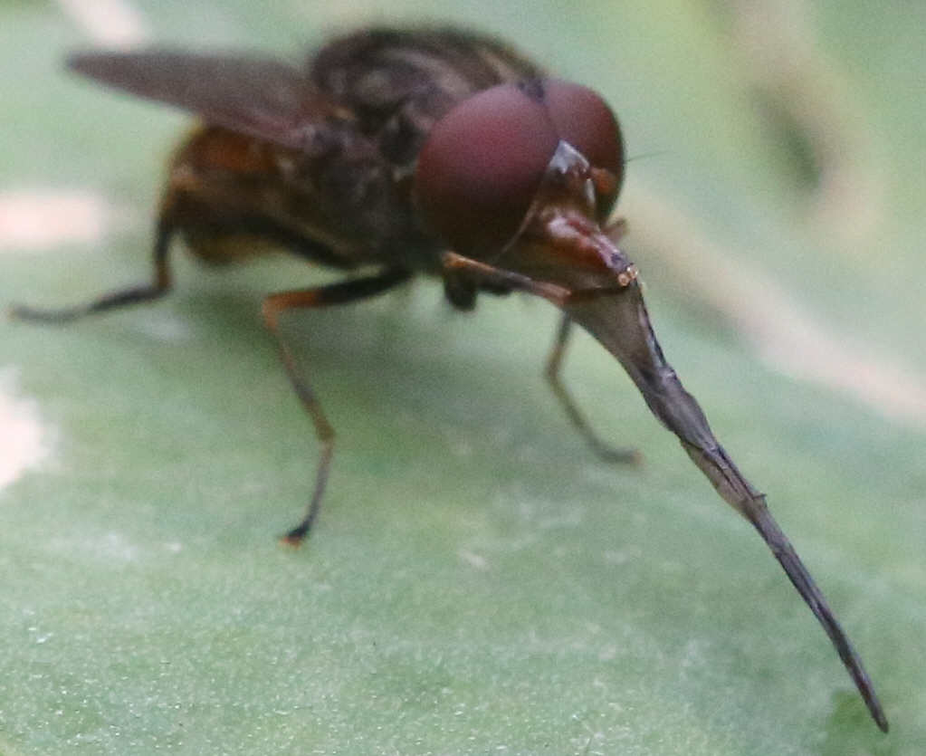 Rhingia campestris