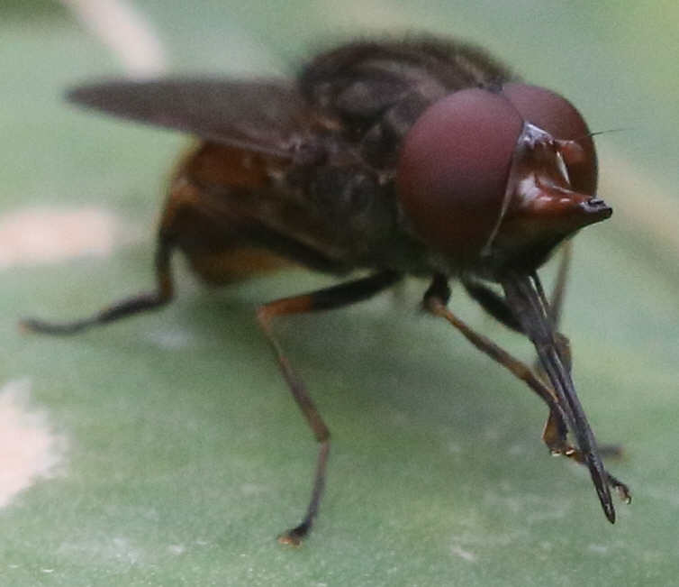 Rhingia campestris