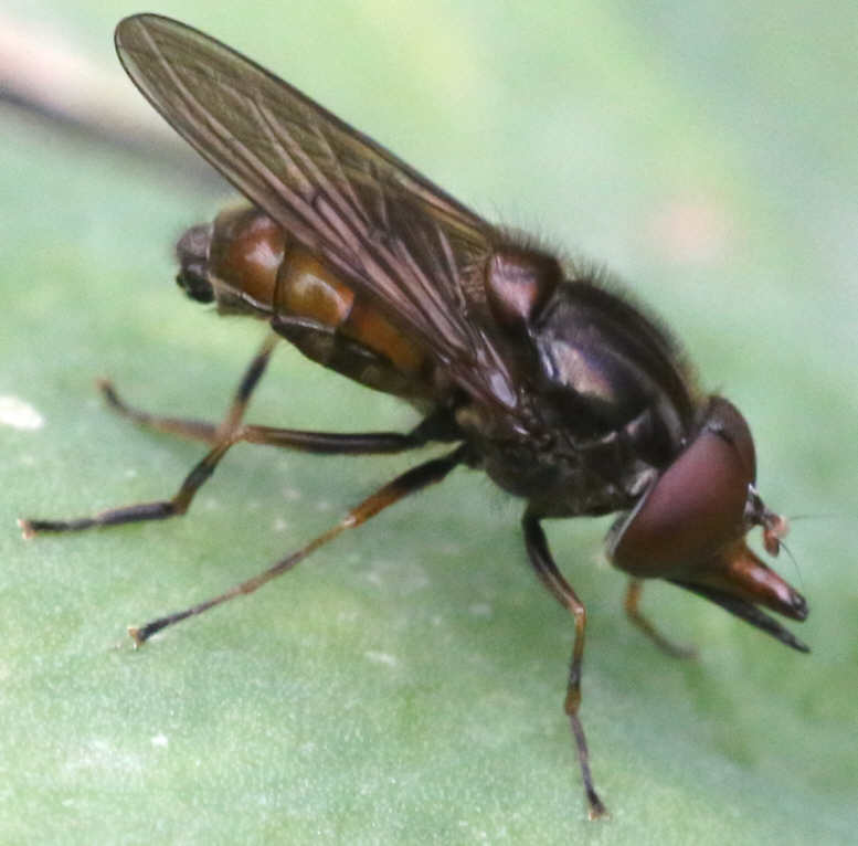 Rhingia campestris
