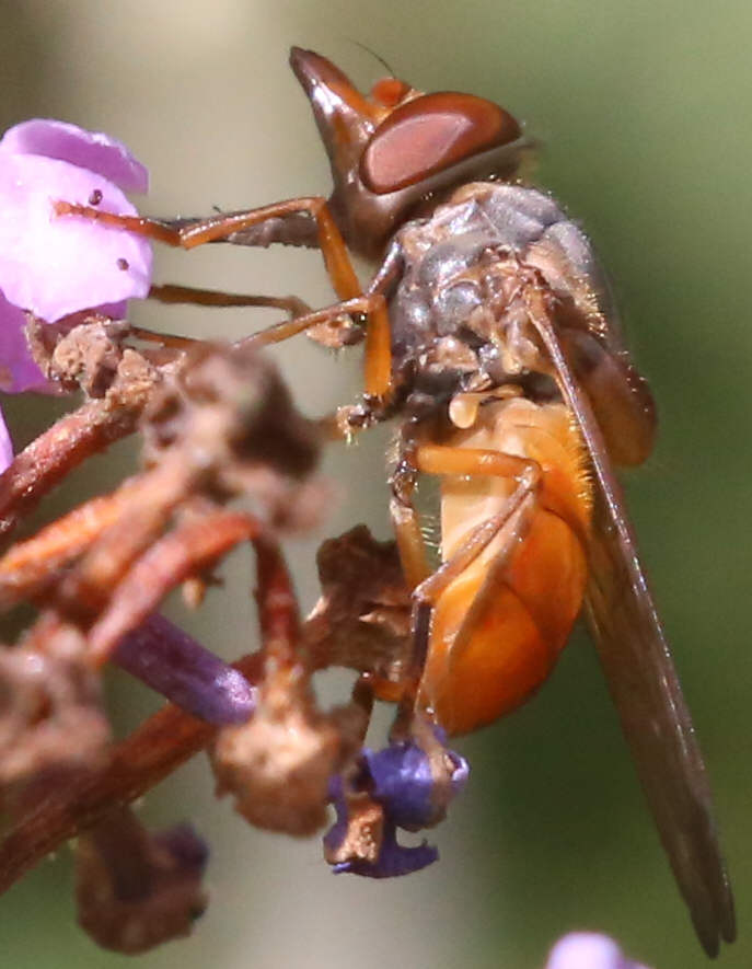 Rhingia rostrata