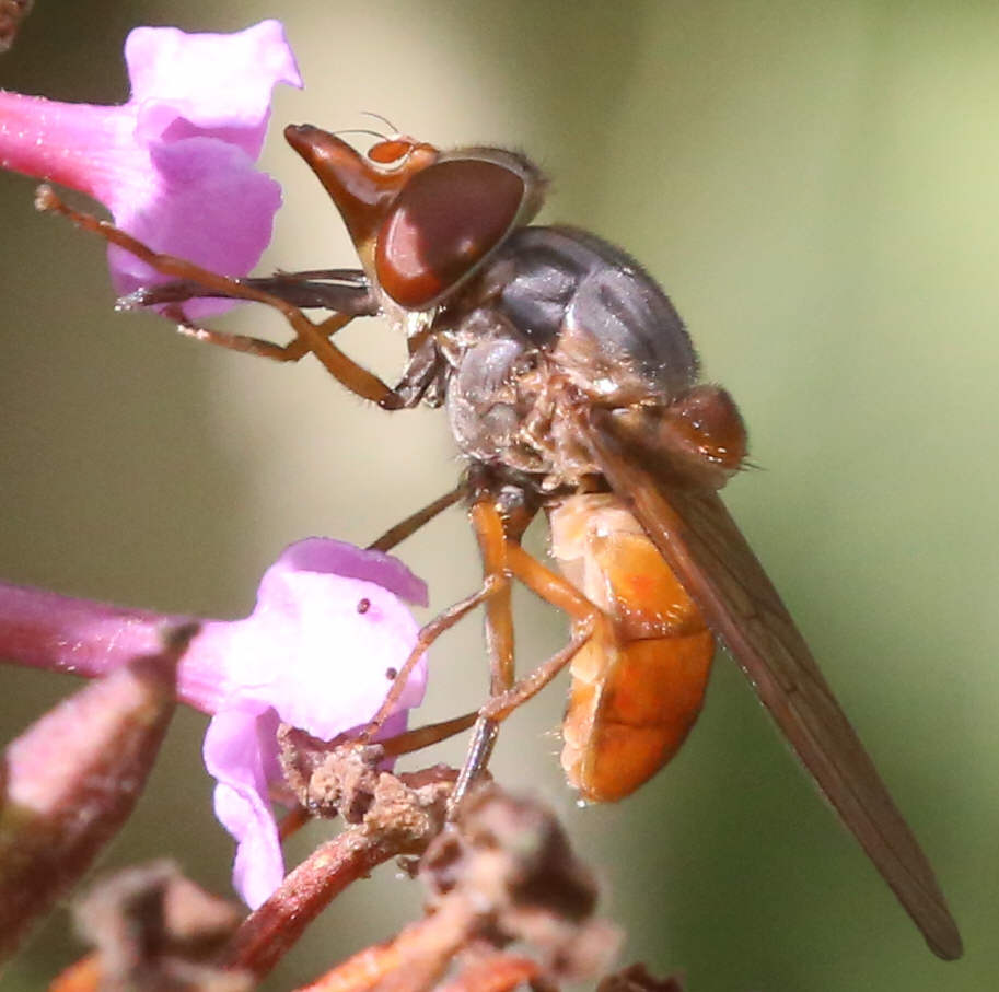 Rhingia rostrata