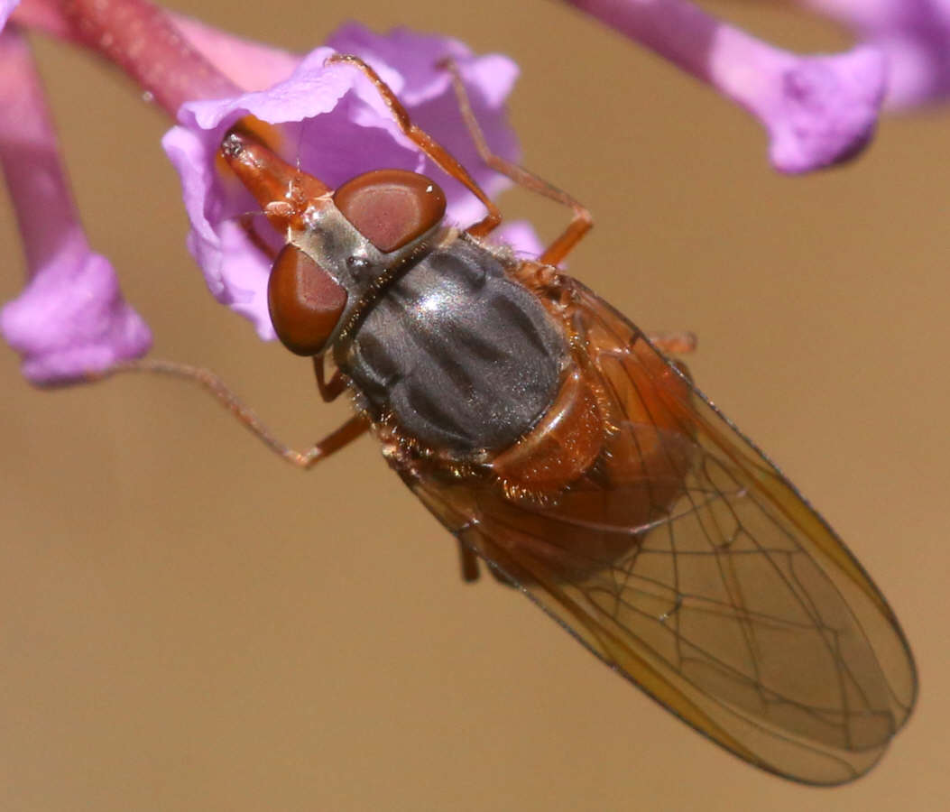 Rhingia rostrata