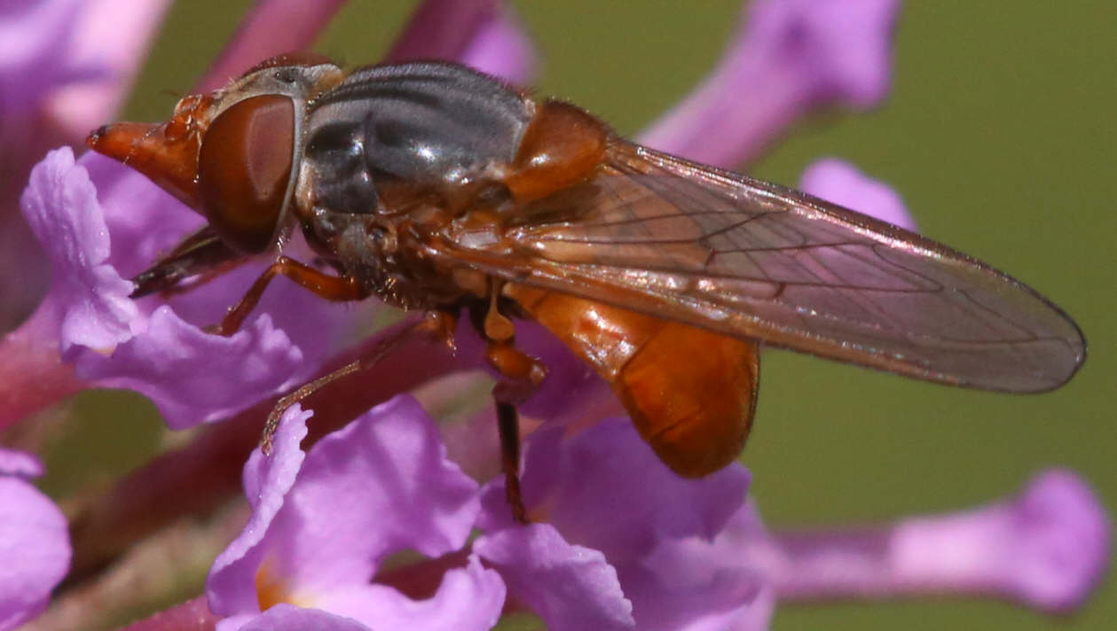 Rhingia rostrata