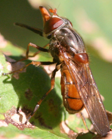 Rhingia campestris