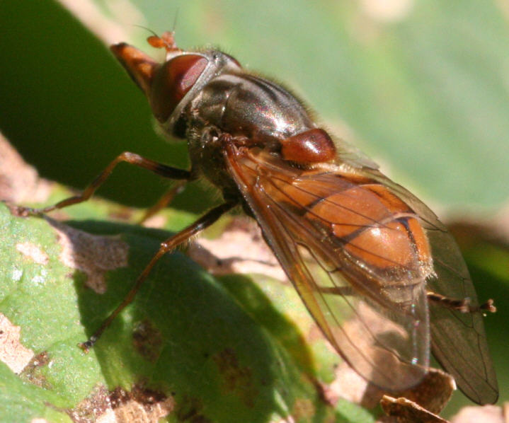 Rhingia campestris