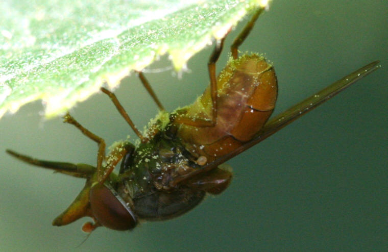 Rhingia rostrata