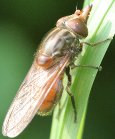 Rhingia campestris