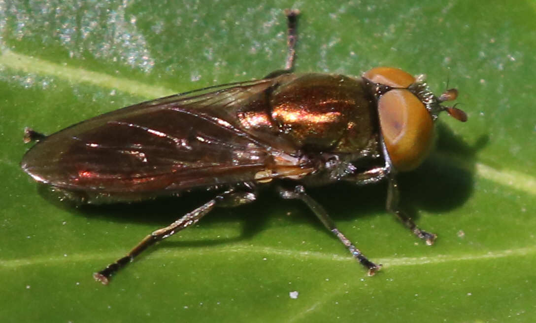 Riponnensia splendens