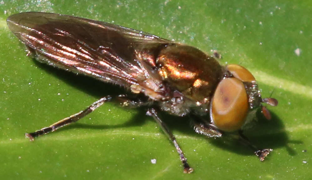 Riponnensia splendens