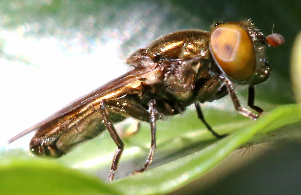 Riponnensia splendens