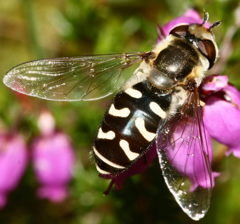 Scaeva pyrastri