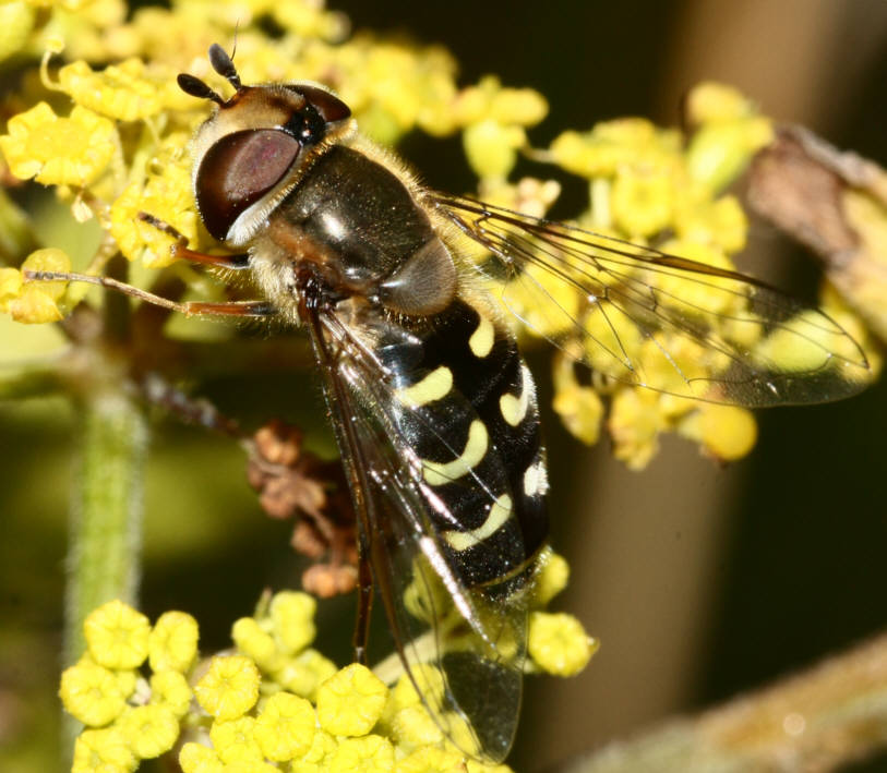 Scaeva selenitica