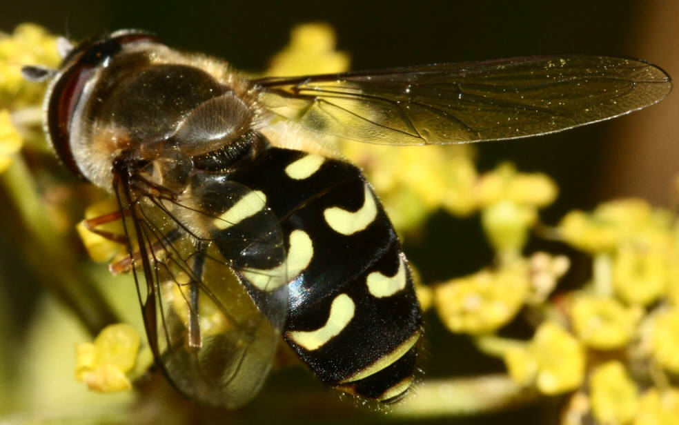 Scaeva selenitica