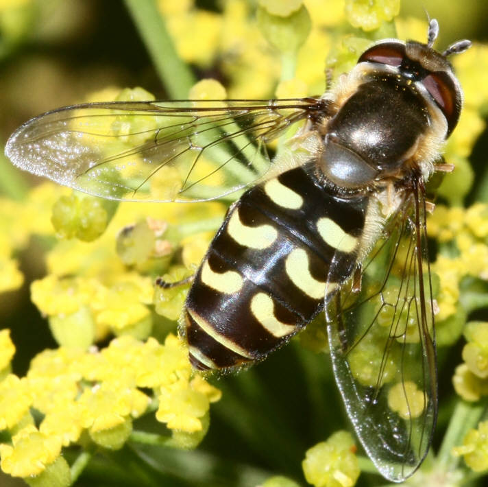 Scaeva selenitica
