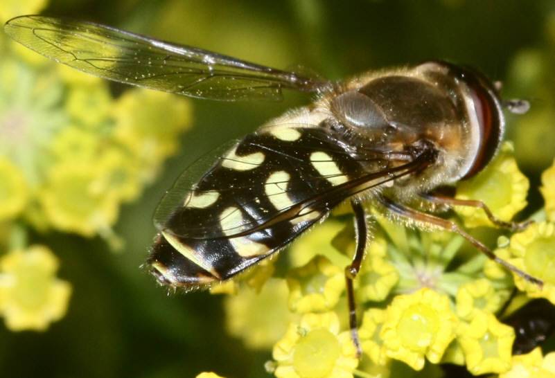 Scaeva selenitica