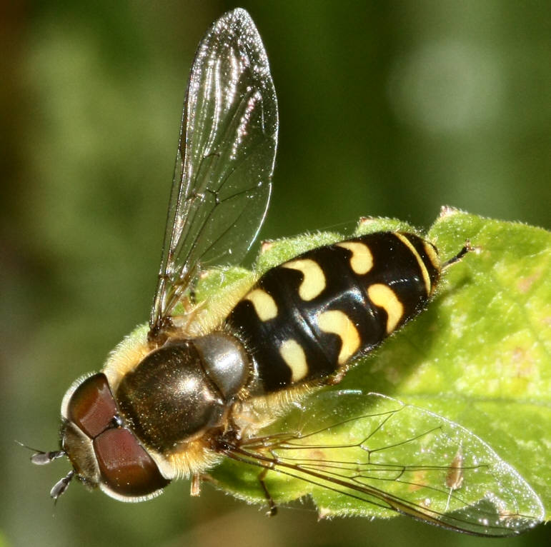 Scaeva selenitica