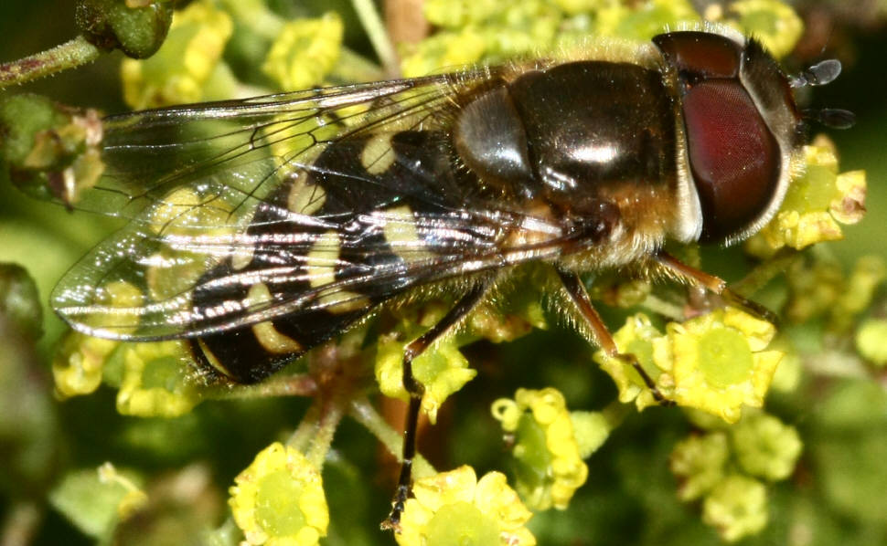 Scaeva selenitica