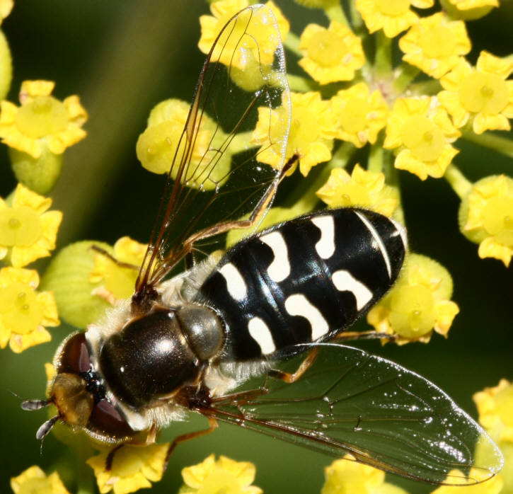 Scaeva pyrastri