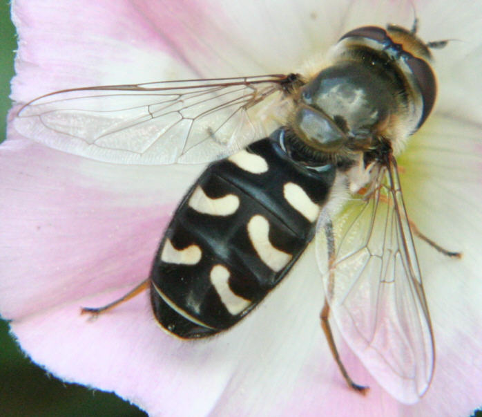 Scaeva pyrastri