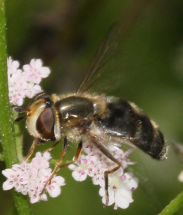 Scaeva pyrastri