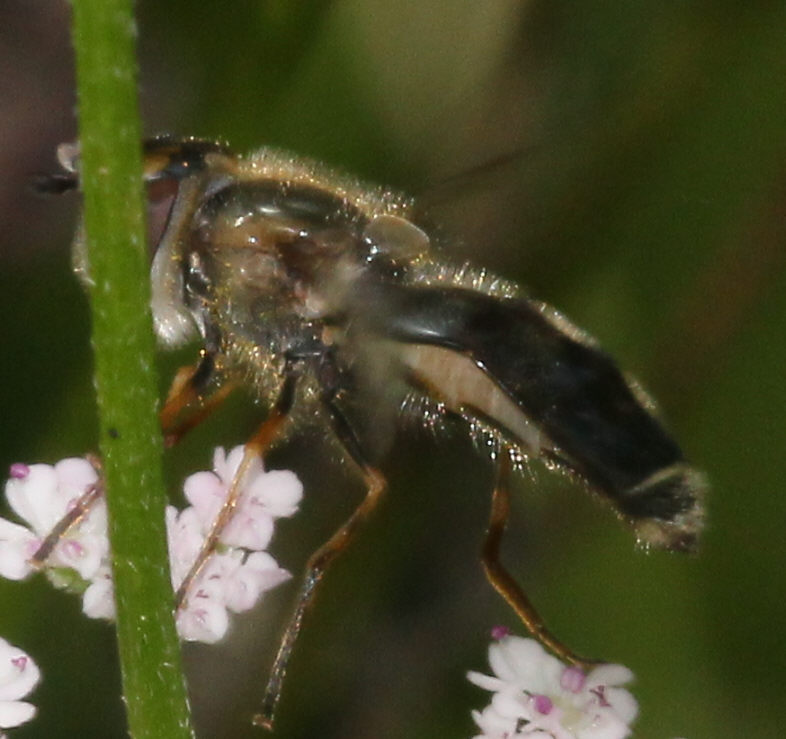 Scaeva pyrastri