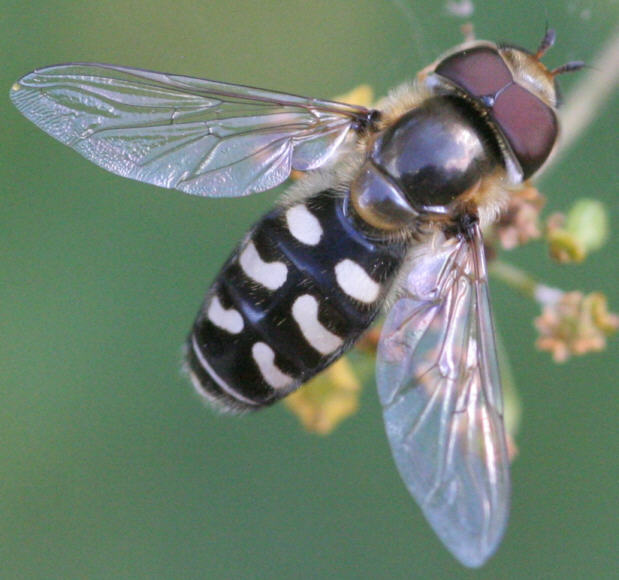 Scaeva pyrastri