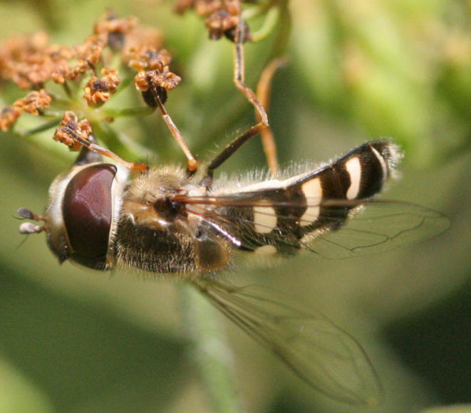 Scaeva pyrastri