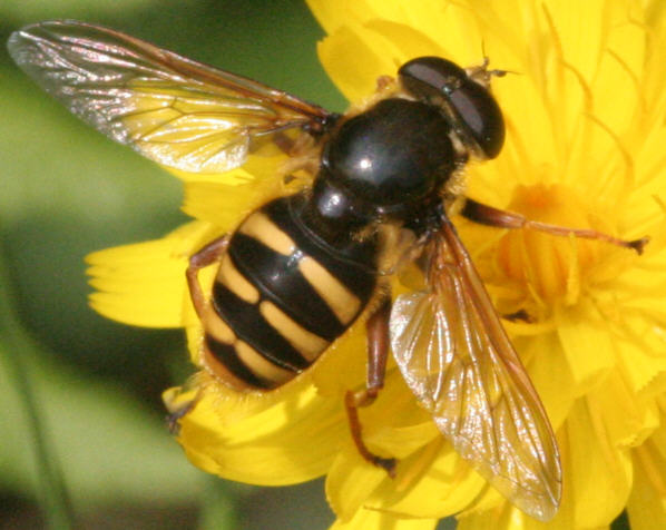Sericomyia silentis