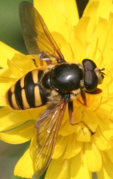 Sericomyia silentis