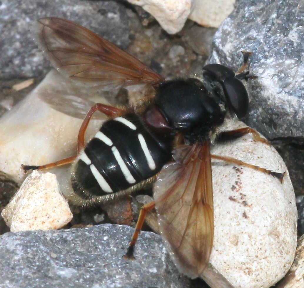 Sericomyia lappona