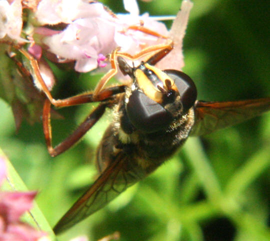Sericomyia silentis