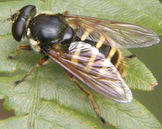Sericomyia silentis