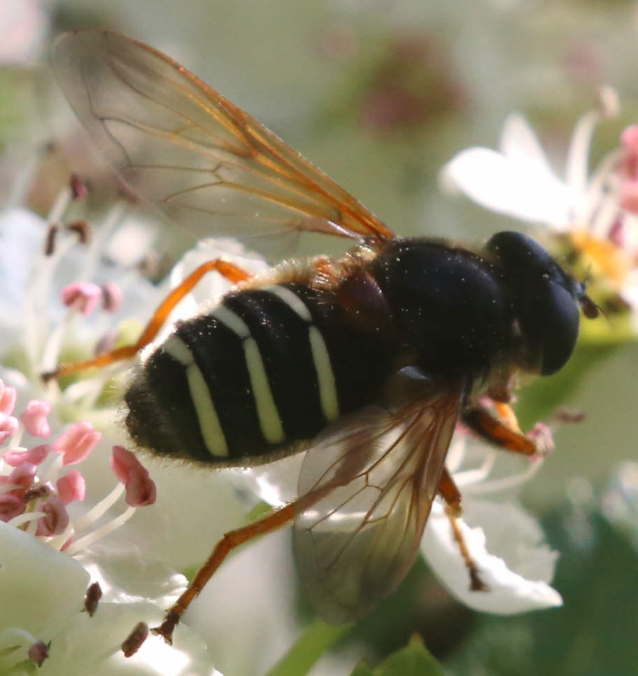 Sericomyia lappona