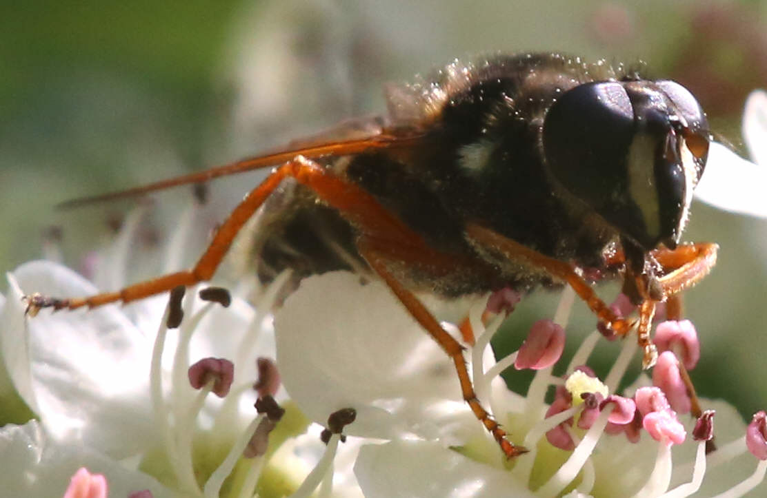 Sericomyia lappona