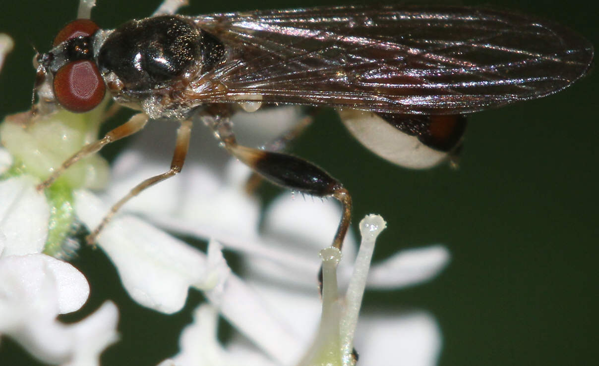 Sphegina elegans