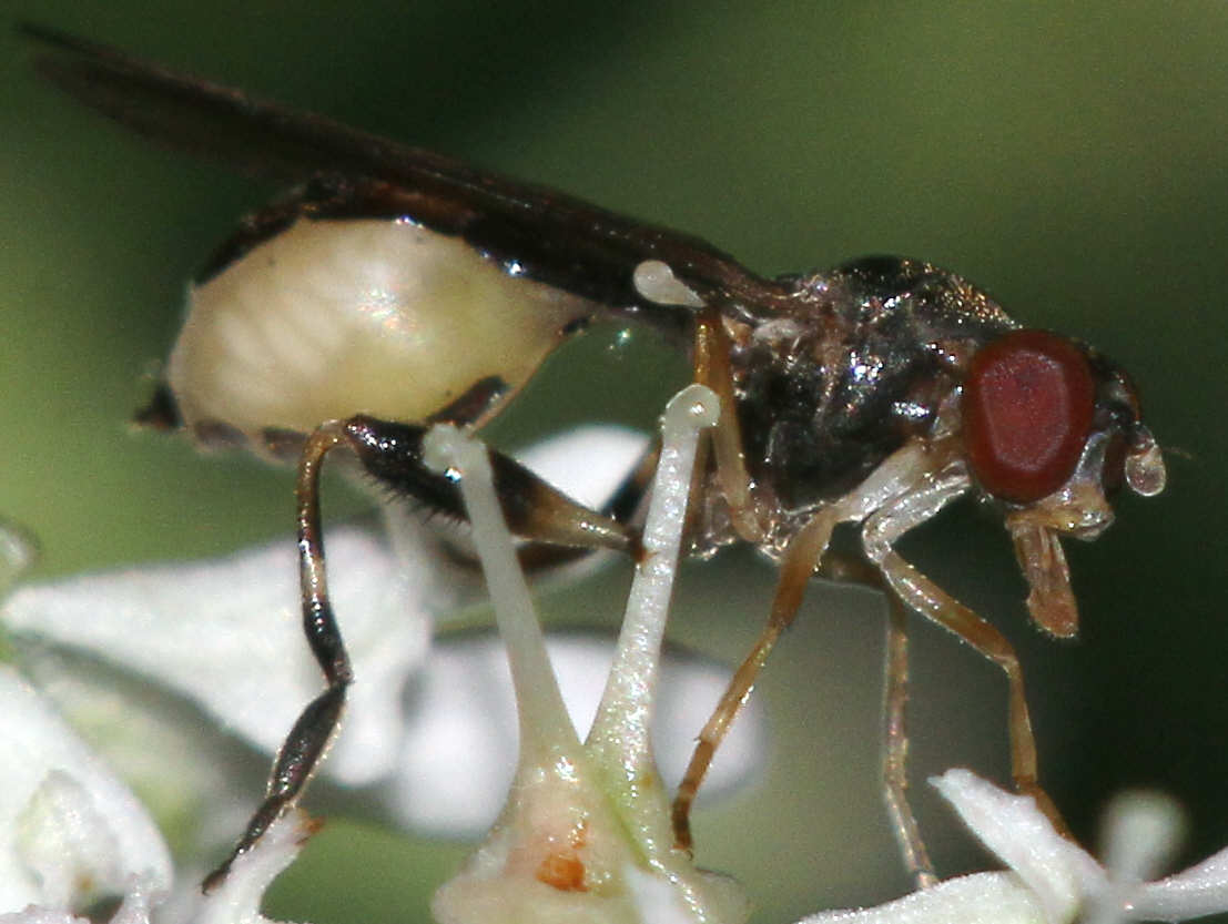 Sphegina elegans