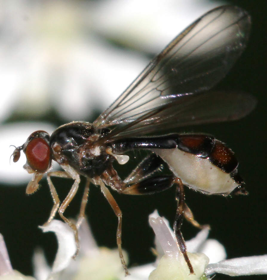 Sphegina elegans