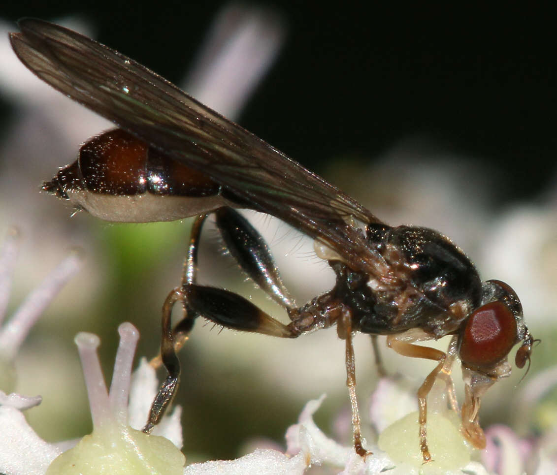 Sphegina elegans