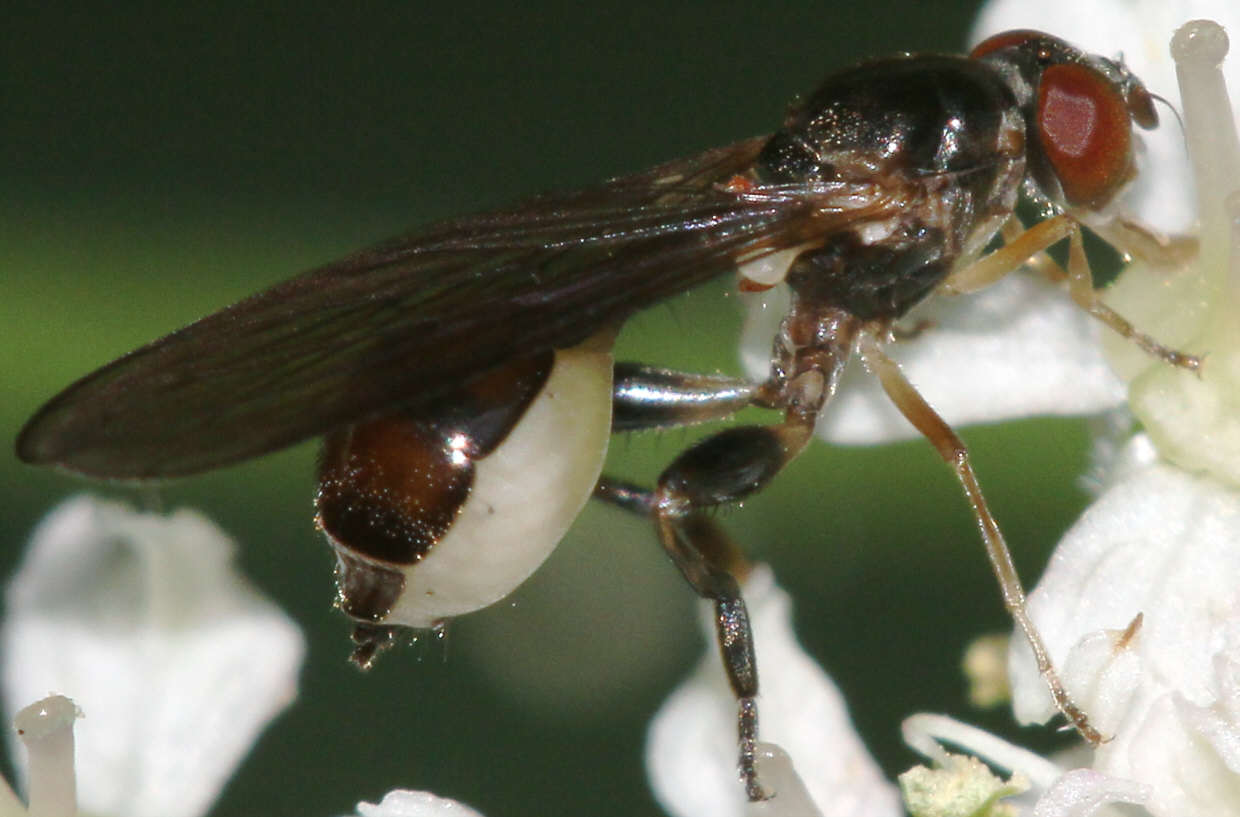 Sphegina elegans