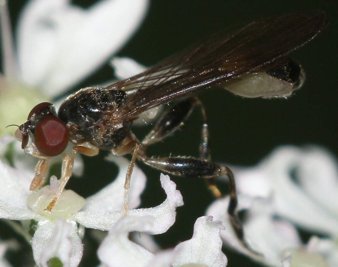 Sphegina elegans