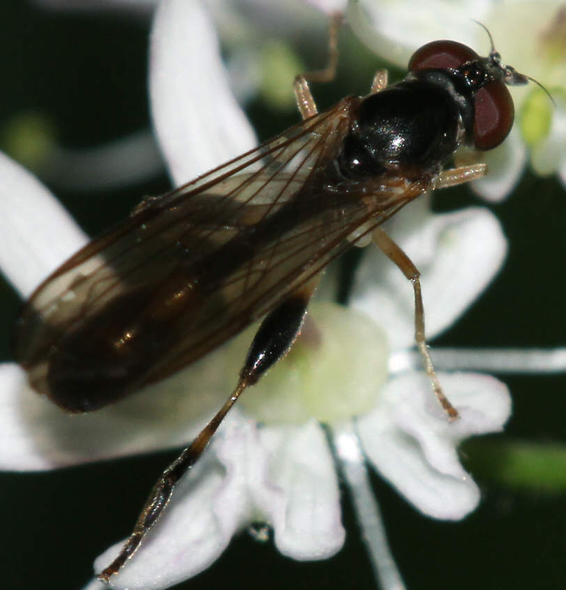 Sphegina elegans