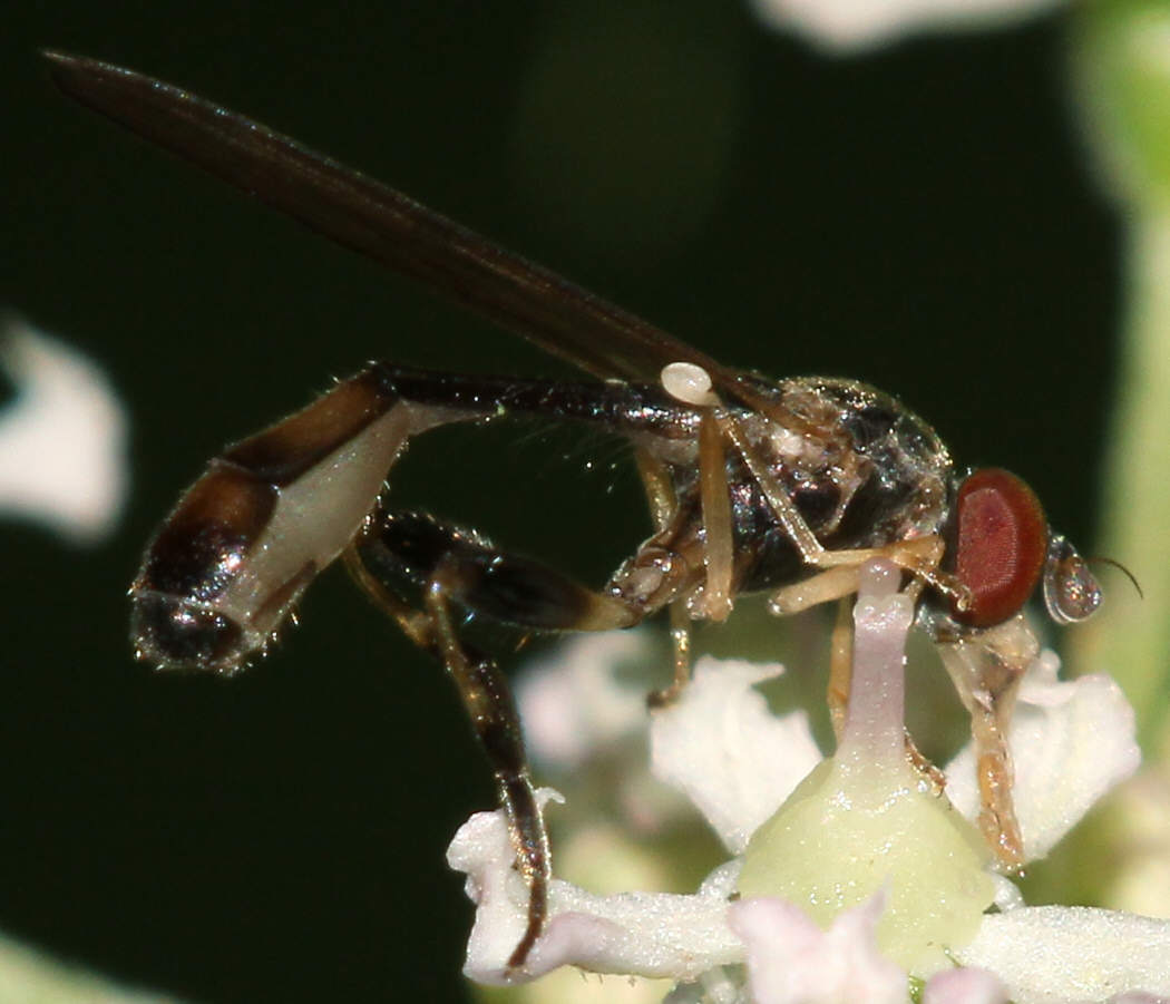 Sphegina elegans