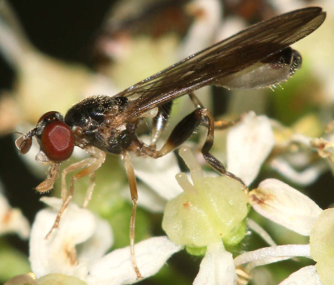 Sphegina elegans