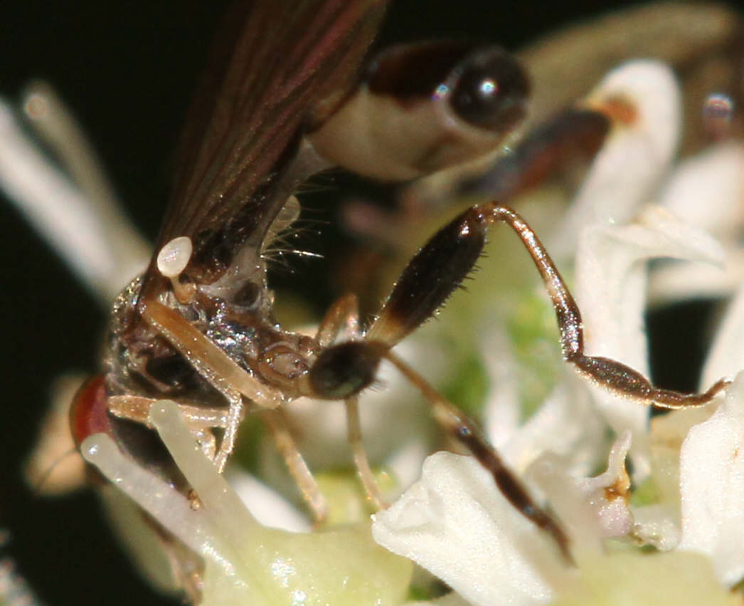 Sphegina elegans