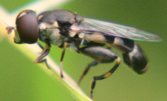 Syritta pipiens