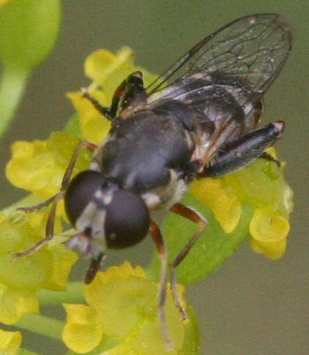 Syritta pipiens